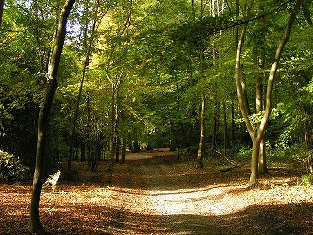 Keep Hill Wood, High Wycombe